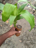 Brazilian Lucky Wood Plant Decorations(🌟Bring Good Fortune🌟)